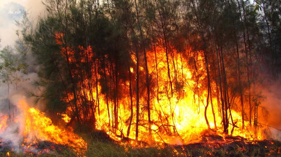 Bushfires+in+Australia+destroy+wildlife+and+residential+areas