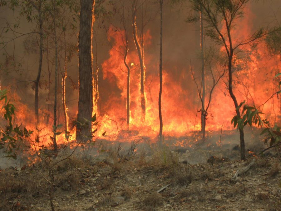 News+has+recently+broke+about+the+bush+fires+that+are+ablaze+across+Australia.+The+fires+are+destroying+homes%2C+displacing+people%2C+and+killing+wildlife.+Action+must+be+taken+to+put+a+stop+to+this+devastation.+