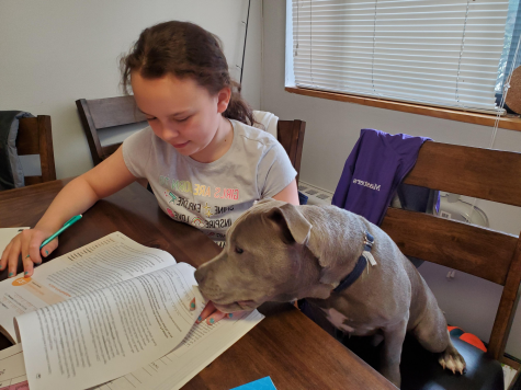 11-year old Abigail (Abby) Kaye, the daughter of eleventh grade Class Dean Shelly Kaye, studies at home accompanied by her familys dog. Because both of Abbys parents are teaching in person this fall, shes had to take on more responsibility making sure she and her brother Gavin are present for their online classes. Kaye said, It’s been difficult for me to accept that I’m turning it over to an 11-year old to manage her own schedule. Under normal circumstances, I would never expect anything like that.”
