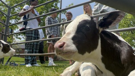 Holy cow! Green week brings calves on campus for sustainability education