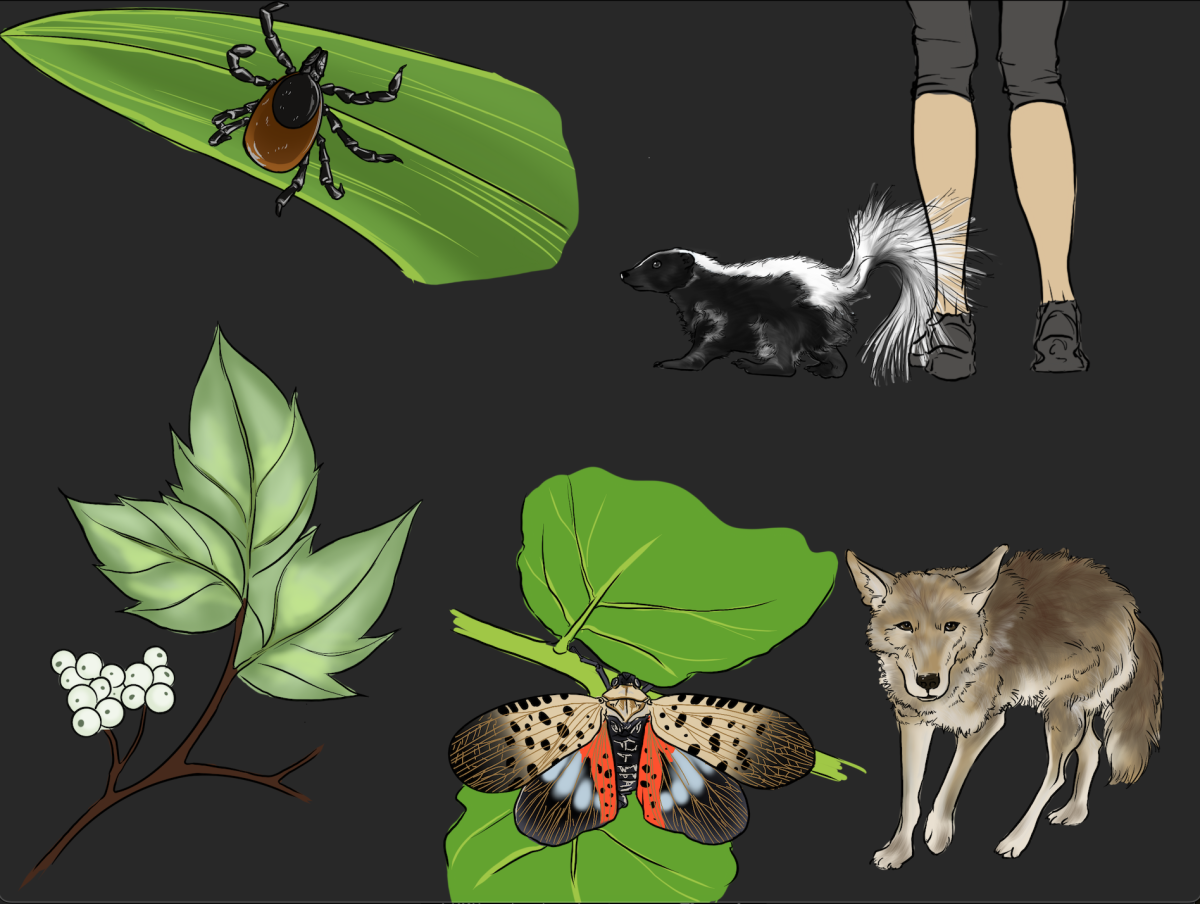 Five plant and animals species to be aware of on and off campus 