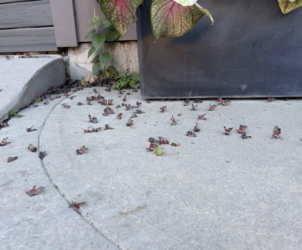 Beginning in 2012, dense populations of spotted lanternflies began popping up along the eastern seaboard 