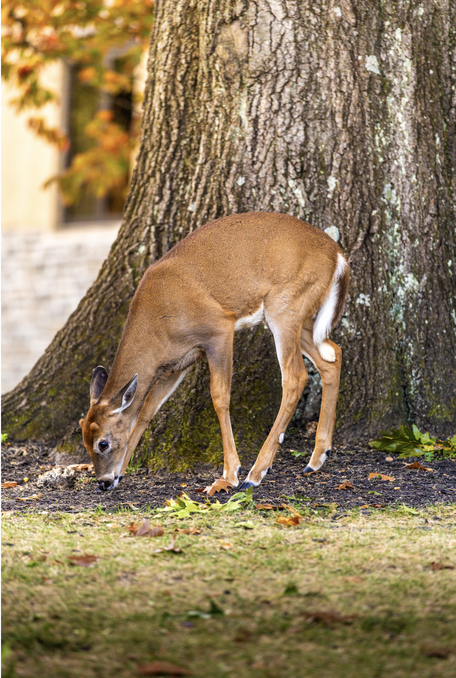 A deer browses beneath a tree on the Masters campus, part of the growing deer population that threatens local biodiversity. To help
restore ecological balance, a town-hired deer hunter works to manage
the population. Arriving as early as 5 a.m. to hunt, he helps protect the
campus ecosystem before the school day begins. So far, he has killed 5 deer on campus.